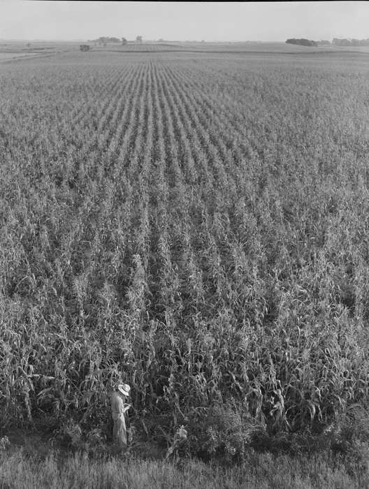 Landscapes, Library of Congress, farmer, corn, Iowa History, scenic, Labor and Occupations, history of Iowa, cornfield, Farms, Aerial Shots, Iowa, crops