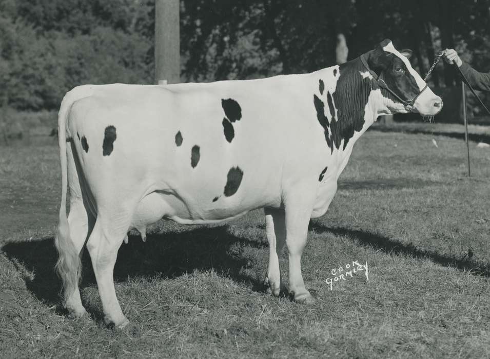 history, holstein cow, Photos, cattle congress, Black Hawk, IA, cow, holstein, Animals, ia, historic, United States, Grout Museum of History and Science, Waterloo, Iowa, national cattle congress