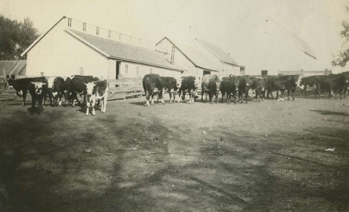 Farms, Barns, cattle, history of Iowa, Iowa History, Animals, Mortenson, Jill, Macey, IA, cows, Iowa