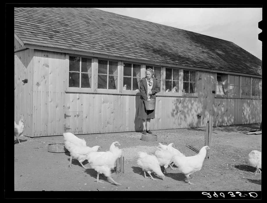 Farms, Library of Congress, Iowa, roof, chicken, Photos, historic, United States, barnyard, chores, IA, ia, Barns, history, barn, Animals