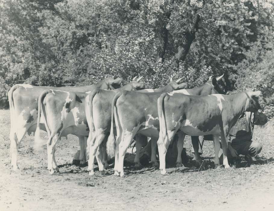 man, cattle congress, IA, historic, Animals, United States, Farms, guernsey cow, Waterloo, national cattle congress, history, overalls, Photos, Black Hawk, cow, Fairs and Festivals, ia, Grout Museum of History and Science, Civic Engagement, Iowa, dairy cow