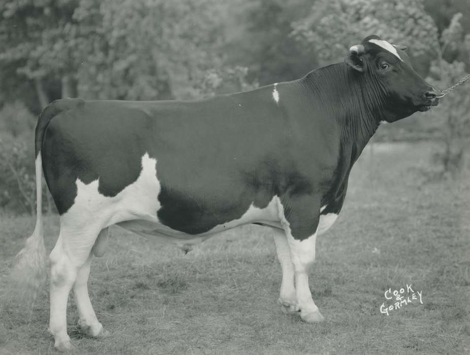 history, holstein cow, Photos, cattle congress, Black Hawk, IA, cow, holstein, Animals, ia, historic, United States, Grout Museum of History and Science, Waterloo, Iowa, national cattle congress