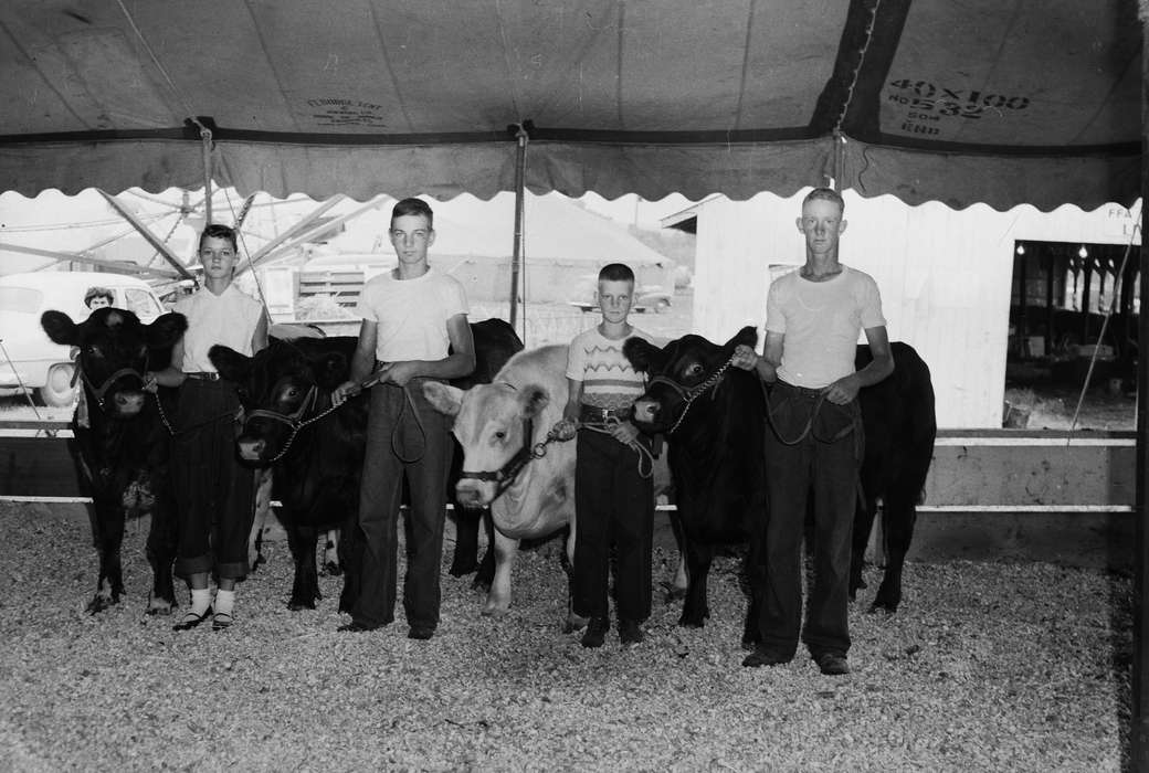 Portraits - Group, cows, Iowa, IA, United States, Photos, historic, Coon Rapids, Fairs and Festivals, history, girl, Animals, boys, Coon Rapids Enterprise, ia, Children, tent