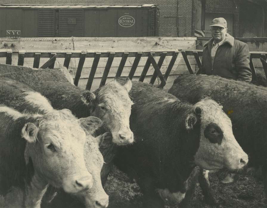 cattle, cows, Animals, Labor and Occupations, bull, history of Iowa, Farms, Iowa, Iowa History, farmer, cow, Hubbard, IA, Cook, Mavis