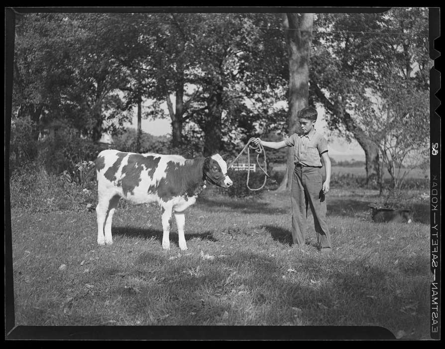 Iowa History, cow, history of Iowa, Archives & Special Collections, University of Connecticut Library, Iowa, Storrs, CT