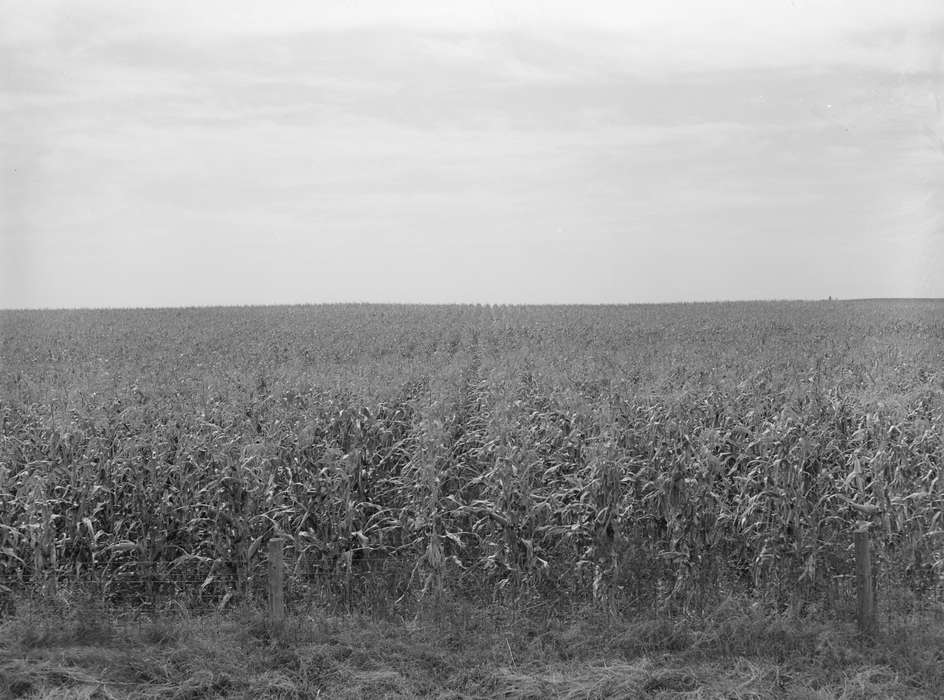 cornstalk, Landscapes, Iowa History, scenic, history of Iowa, cornfield, barbed wire fence, Farms, Library of Congress, Iowa