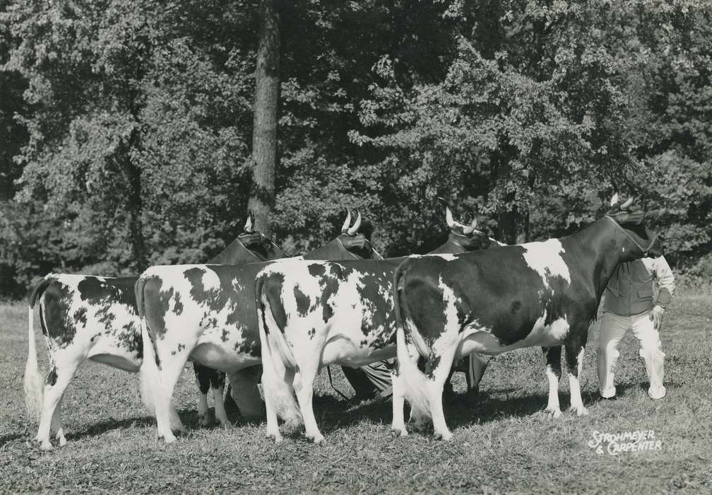 Animals, Photos, history, ia, IA, historic, Black Hawk, ayrshire cow, Iowa, Waterloo, Grout Museum of History and Science, cows, United States