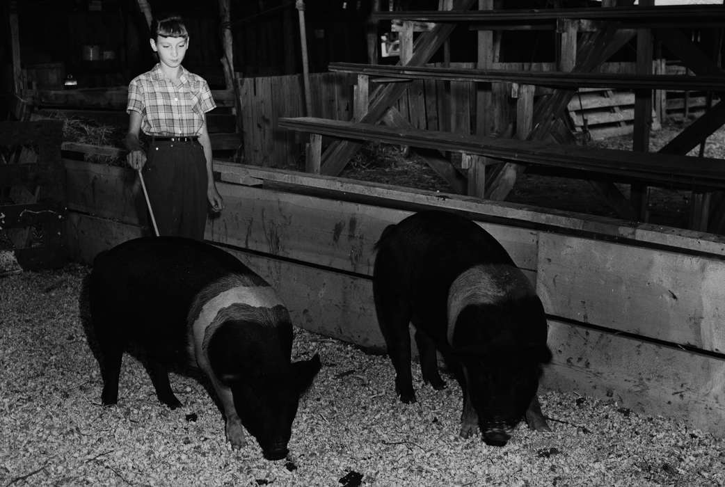 Portraits - Individual, pigs, Iowa, IA, bleachers, United States, Photos, historic, Coon Rapids, history, ia, young girl, Coon Rapids Enterprise, pigpen