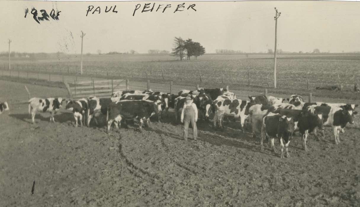 history of Iowa, Reed, Audrey, Animals, Iowa, Iowa History