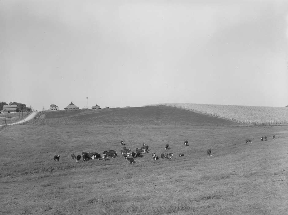 gravel road, Homes, cows, history of Iowa, Library of Congress, pasture, scenic, grazing, Iowa History, Iowa, Animals, hills, Landscapes, cornfield, Farms