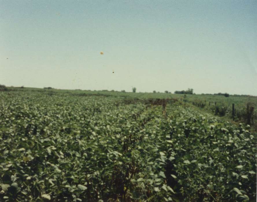 soybeans, Richland, IA, Iowa History, field, Adam, Andrew, Farms, Iowa, history of Iowa