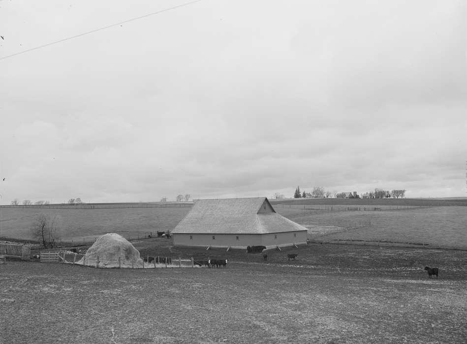 history of Iowa, Aerial Shots, pasture, Iowa History, Farms, Animals, Barns, Landscapes, Iowa, cows, haystack, Library of Congress