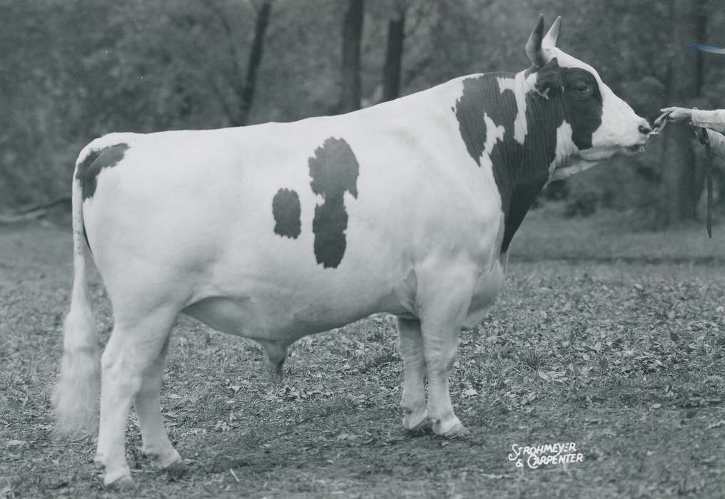 Animals, Photos, history, ia, IA, historic, Black Hawk, ayrshire cow, cow, Iowa, Waterloo, Grout Museum of History and Science, United States