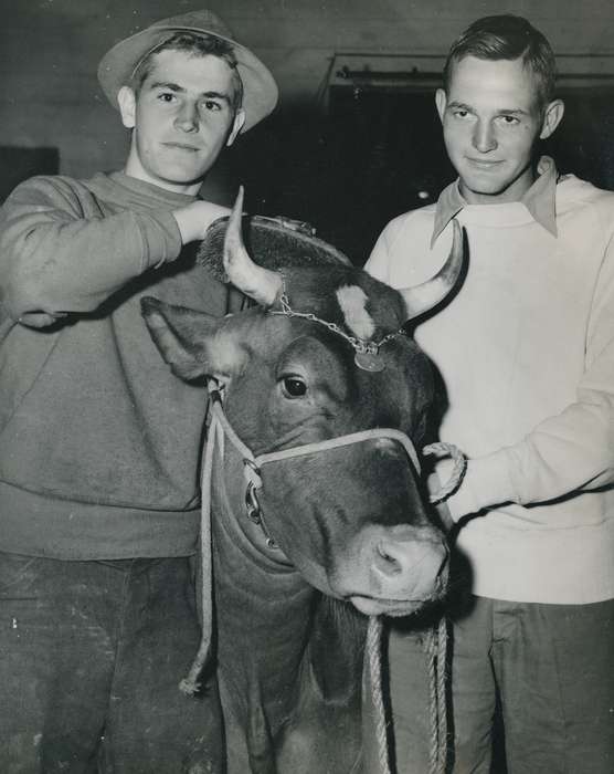 man, cattle congress, IA, historic, Animals, United States, Farms, guernsey cow, Waterloo, national cattle congress, history, Photos, Black Hawk, cow, Fairs and Festivals, ia, teenager, Grout Museum of History and Science, hat, Civic Engagement, Iowa, dairy cow