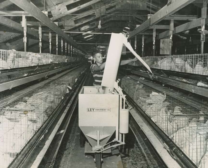 Labor and Occupations, Farms, chicken, Farming Equipment, Animals, Coon Rapids Enterprise, Portraits - Individual, feeder, cage, Children