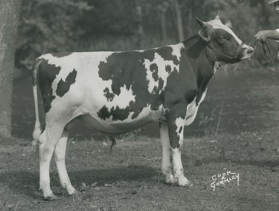 Animals, Photos, history, ia, IA, historic, Black Hawk, ayrshire cow, cow, Iowa, Waterloo, Grout Museum of History and Science, United States