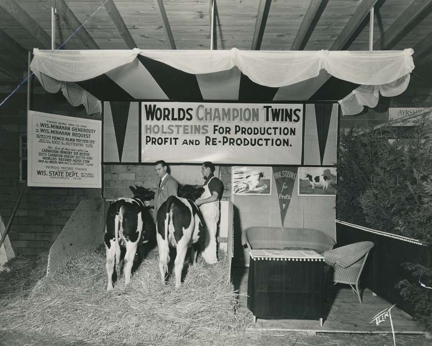 twins, cattle congress, IA, historic, Animals, holstein, United States, Waterloo, national cattle congress, history, holstein cow, Photos, Black Hawk, cow, Fairs and Festivals, ia, Grout Museum of History and Science, Iowa