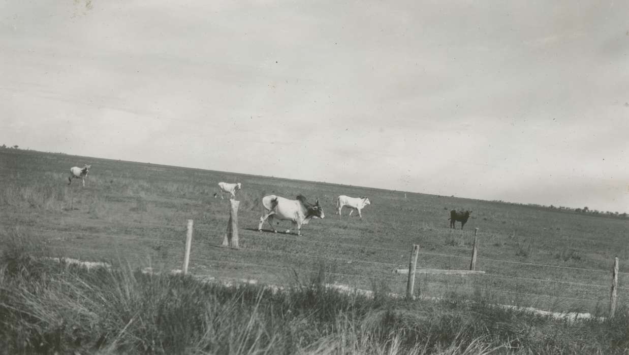 cattle, history of Iowa, McMurray, Doug, Webster City, IA, fence, Farms, Travel, Iowa, Iowa History, Animals