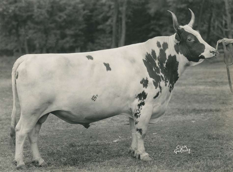 Animals, Photos, history, ia, IA, historic, Black Hawk, ayrshire cow, cow, Iowa, Waterloo, Grout Museum of History and Science, United States