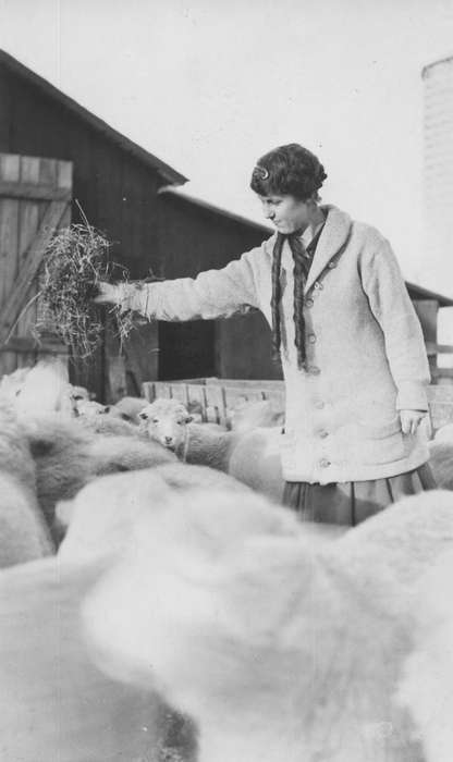 Animals, farm, Burlington, IA, Iowa History, history of Iowa, Busse, Victor, sheep, Iowa