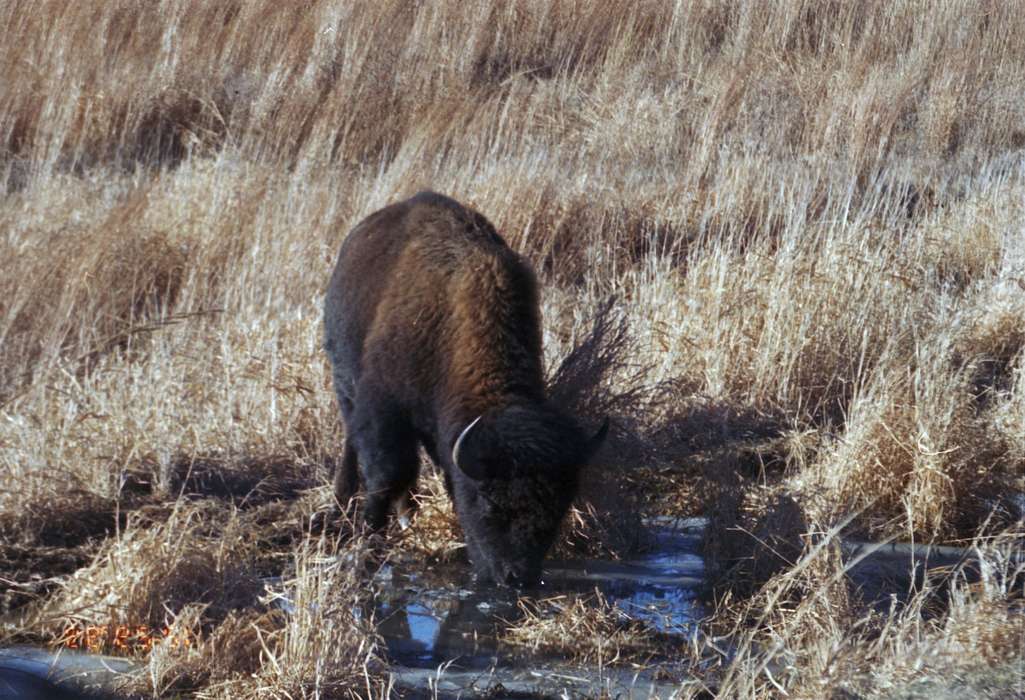 Gilman, IA, Lawler, Joyce, buffalo, Iowa History, prairie, Animals, Iowa, bison, state park, history of Iowa