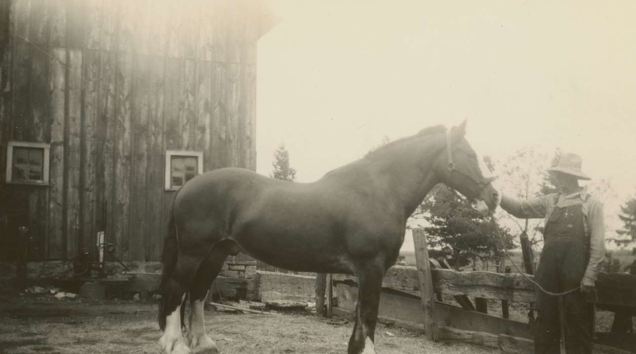 horse, Yezek, Jody, Iowa History, Barns, Farms, history of Iowa, Animals, USA, Iowa