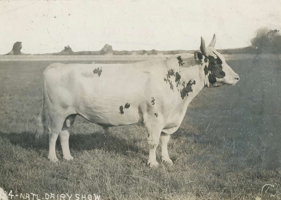 Animals, Waterloo, Photos, ayshire cow, history, ia, IA, historic, Black Hawk, ayrshire cow, Iowa, cow, Grout Museum of History and Science, United States