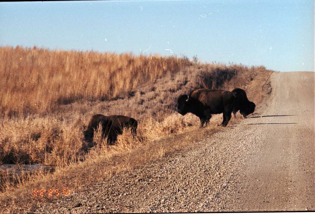 prairie, Lawler, Joyce, gravel road, Animals, dirt road, Iowa, Iowa History, bison, Gilman, IA, history of Iowa, buffalo, state park