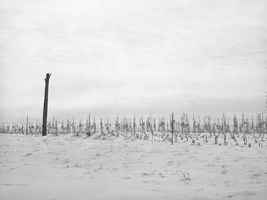 cornstalk, Landscapes, Library of Congress, Iowa History, history of Iowa, cornfield, barbed wire fence, Iowa, Farms, snow, tree stump, Winter