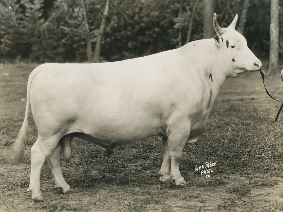 Animals, Photos, history, ia, IA, historic, Black Hawk, ayrshire cow, cow, Iowa, Waterloo, Grout Museum of History and Science, United States