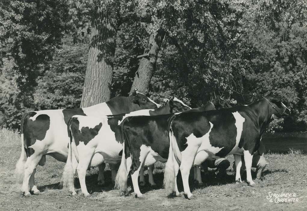 cattle congress, IA, historic, Animals, holstein, bull, United States, Waterloo, national cattle congress, history, holstein cow, Photos, Black Hawk, cow, ia, holstein bull, Grout Museum of History and Science, Iowa