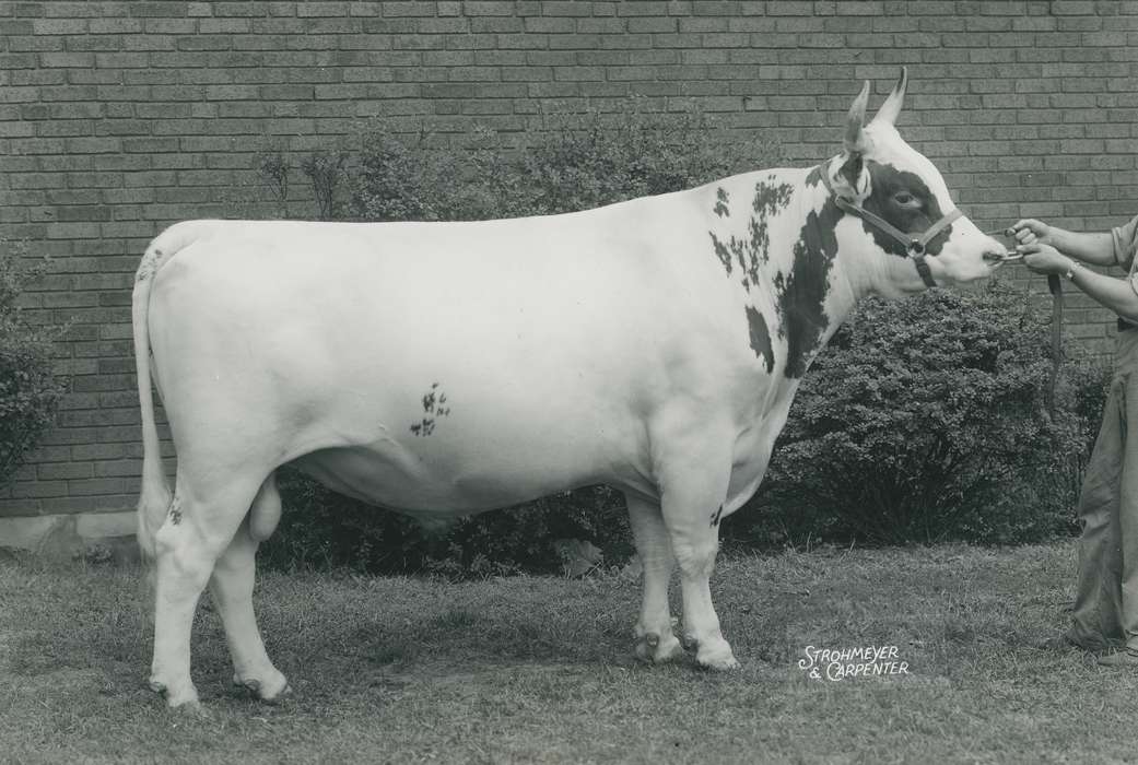 Animals, Photos, ayshire cow, history, ia, IA, historic, Black Hawk, cow, Iowa, Waterloo, Grout Museum of History and Science, United States