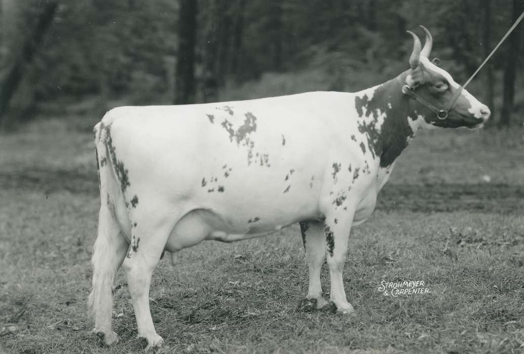 Animals, Photos, ayshire cow, history, ia, IA, historic, Black Hawk, cow, Iowa, Waterloo, Grout Museum of History and Science, United States