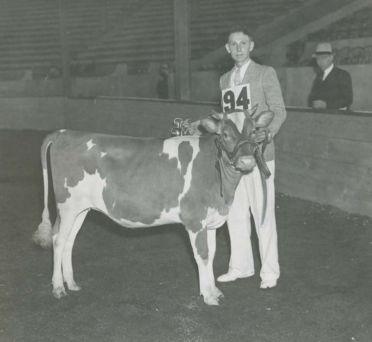 man, Cities and Towns, cattle congress, IA, historic, Animals, Entertainment, United States, Farms, guernsey cow, Waterloo, national cattle congress, history, calf, Photos, Black Hawk, cow, ia, teenager, Grout Museum of History and Science, Iowa
