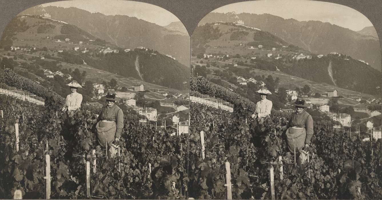 Labor and Occupations, Library of Congress, vineyard