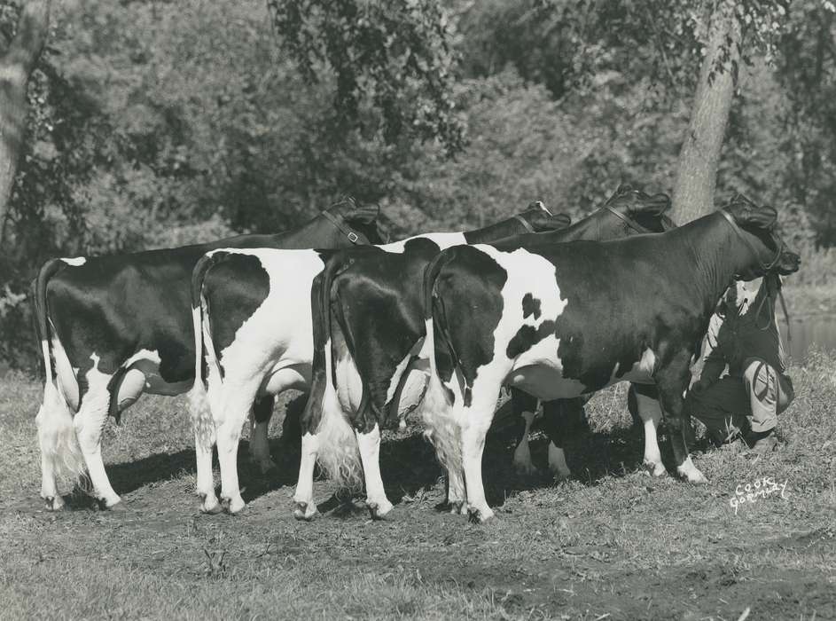 history, Photos, cattle congress, Black Hawk, IA, cow, Animals, ia, historic, winner, United States, Grout Museum of History and Science, Waterloo, Iowa, national cattle congress