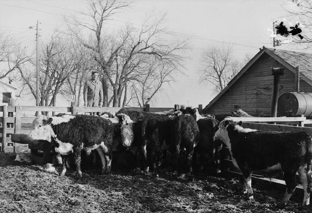 cow, ia, Iowa, history, IA, Animals, cows, Coon Rapids, Photos, Coon Rapids Enterprise, historic, United States
