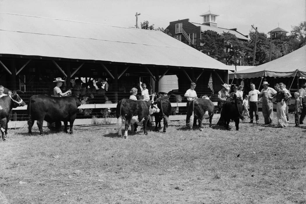 IA, historic, Coon Rapids, Fairs and Festivals, Barns, barn, Animals, children, tent, cows, Iowa, United States, Photos, history, ia, Coon Rapids Enterprise, Children, cowboy hat