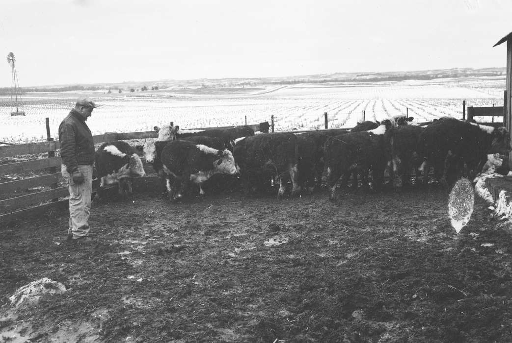 cow, ia, Iowa, history, IA, Animals, cows, Coon Rapids, Photos, Coon Rapids Enterprise, historic, United States, Winter