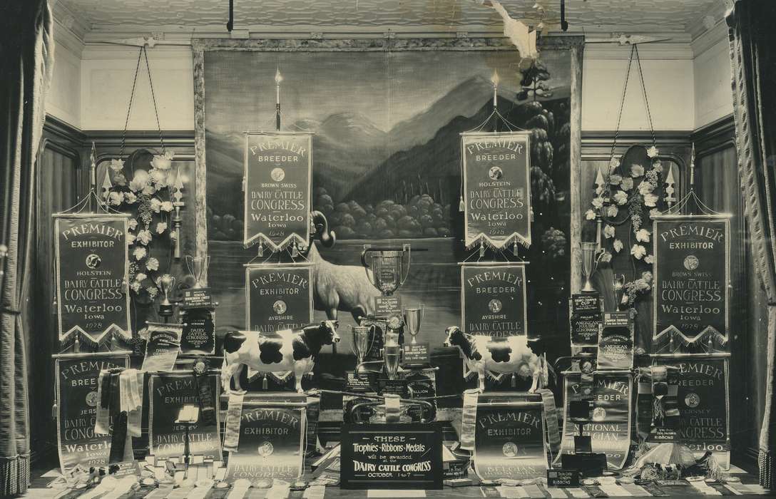 cow, exhibit, Photos, historic, ribbon, trophy, banner, United States, Grout Museum of History and Science, Iowa, medal, Black Hawk, painting, award, Fairs and Festivals, bull, ia, cattle congress, window display, history, Waterloo, IA, display, national cattle congress