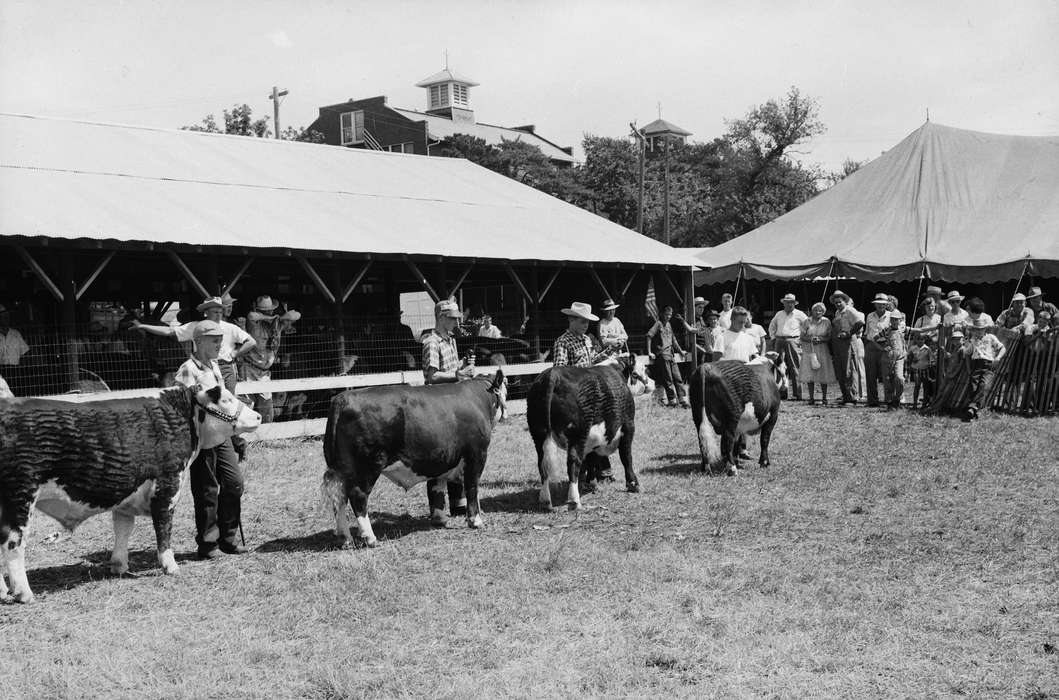 IA, historic, Coon Rapids, Fairs and Festivals, Barns, barn, Animals, boys, tent, cows, Iowa, United States, american flag, Photos, history, ia, Coon Rapids Enterprise, Children, cowboy hat