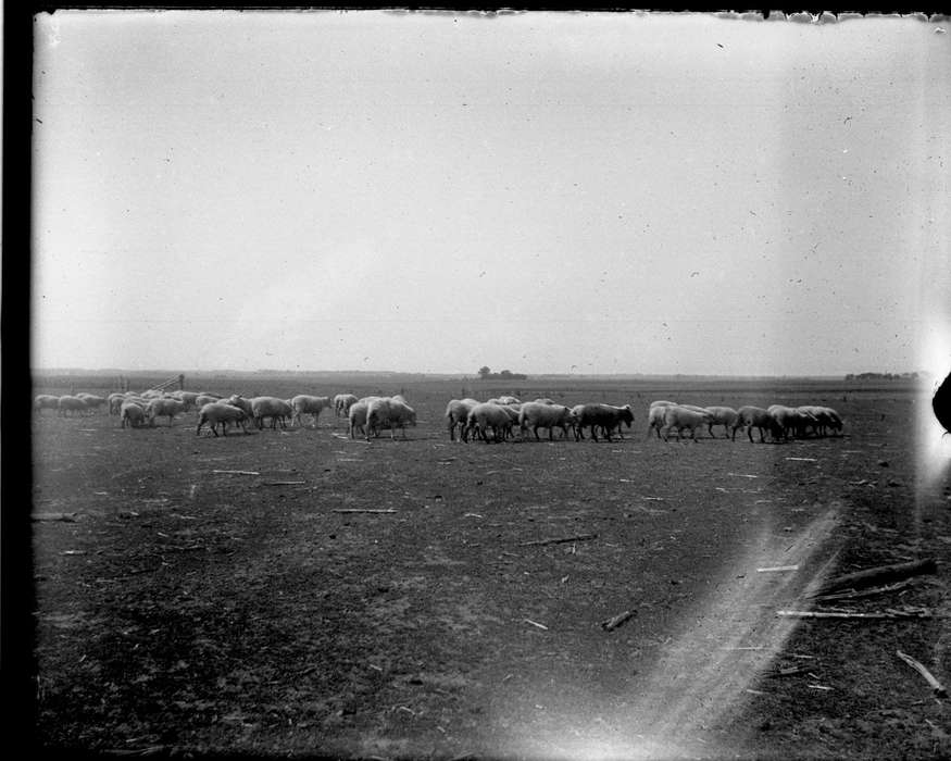herd, history of Iowa, IA, Farms, Iowa, Iowa History, Anamosa Library & Learning Center, Animals, sheep