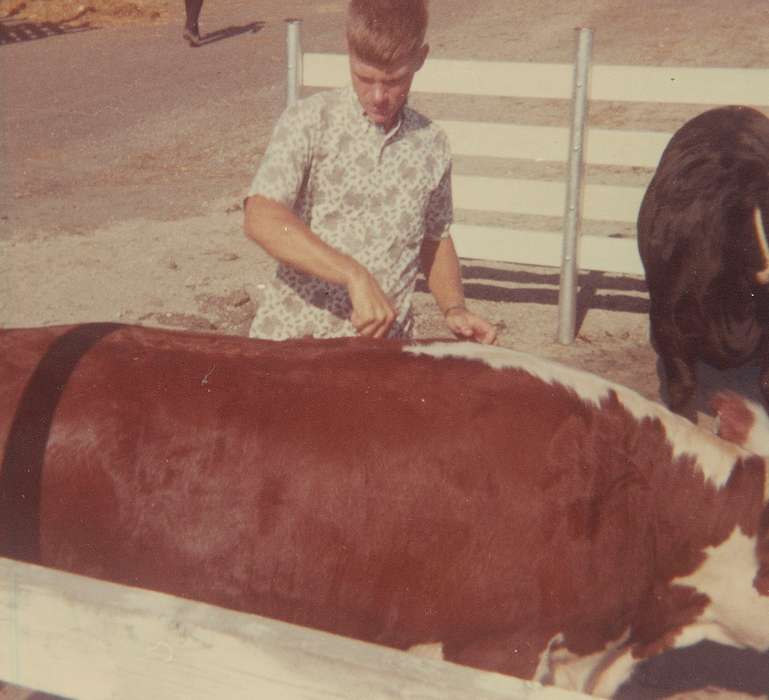 Animals, Bettis, Julie, Iowa, Iowa History, bull, history of Iowa, Farms, Albia, IA, Fairs and Festivals