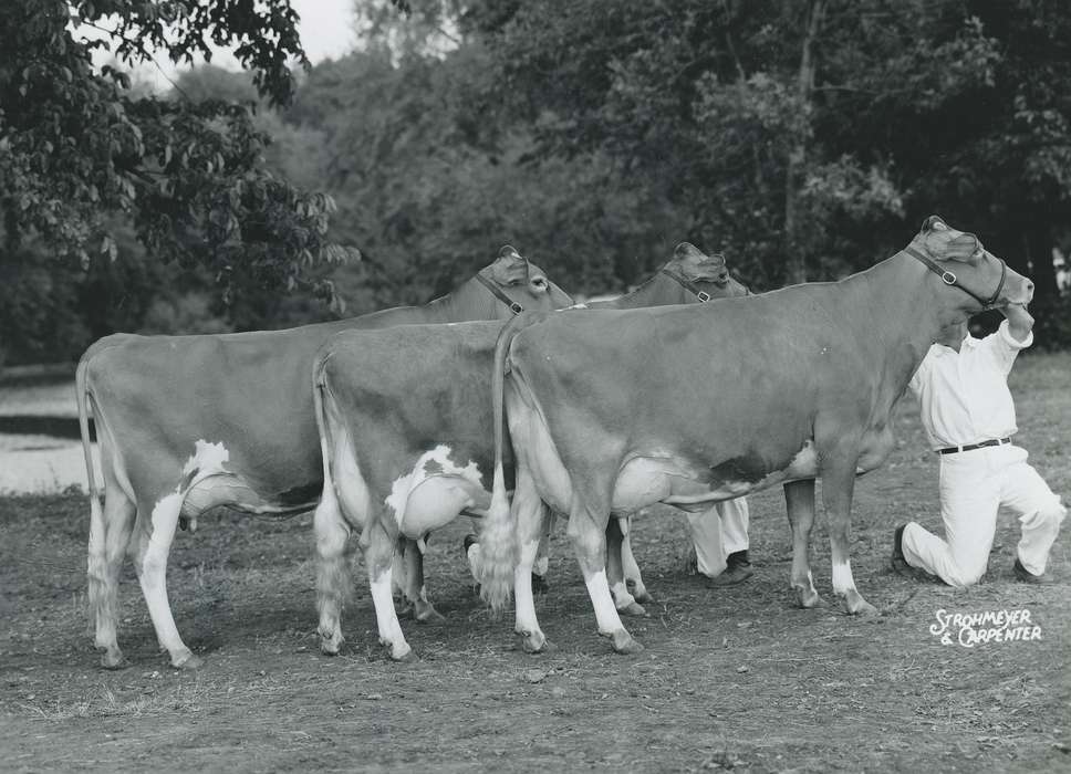 man, cattle congress, IA, historic, Animals, United States, Farms, guernsey cow, Waterloo, national cattle congress, history, Photos, Black Hawk, cow, Fairs and Festivals, ia, Grout Museum of History and Science, Civic Engagement, Iowa, dairy cow