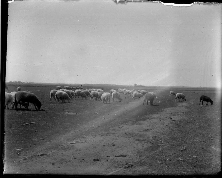 Farms, Iowa History, history of Iowa, Iowa, Anamosa Library & Learning Center, IA, Animals, sheep