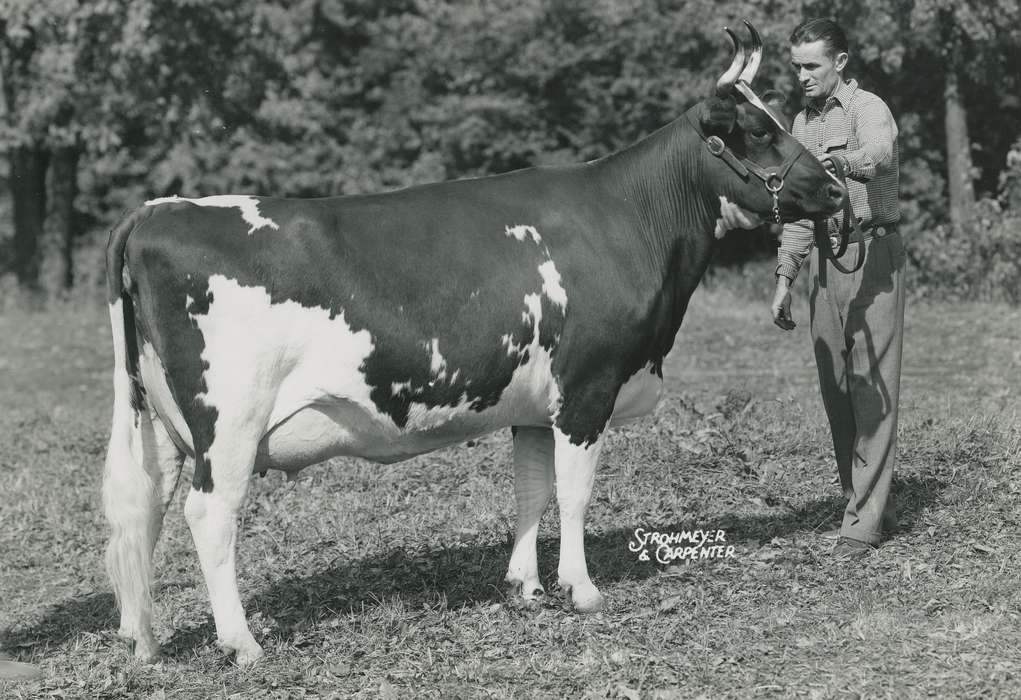 Animals, Photos, history, ia, IA, historic, Black Hawk, ayrshire cow, cow, Iowa, Waterloo, Grout Museum of History and Science, United States
