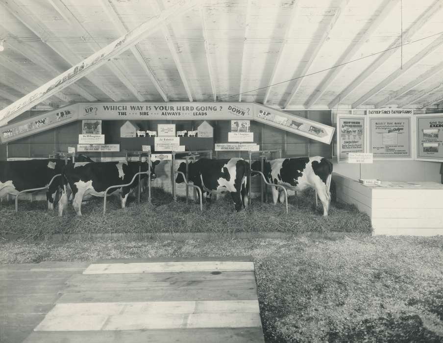 cow, exhibit, Photos, historic, Grout Museum of History and Science, United States, Iowa, Black Hawk, cattle, Fairs and Festivals, ia, cattle congress, history, stanchion, Waterloo, IA, Animals, national cattle congress, straw