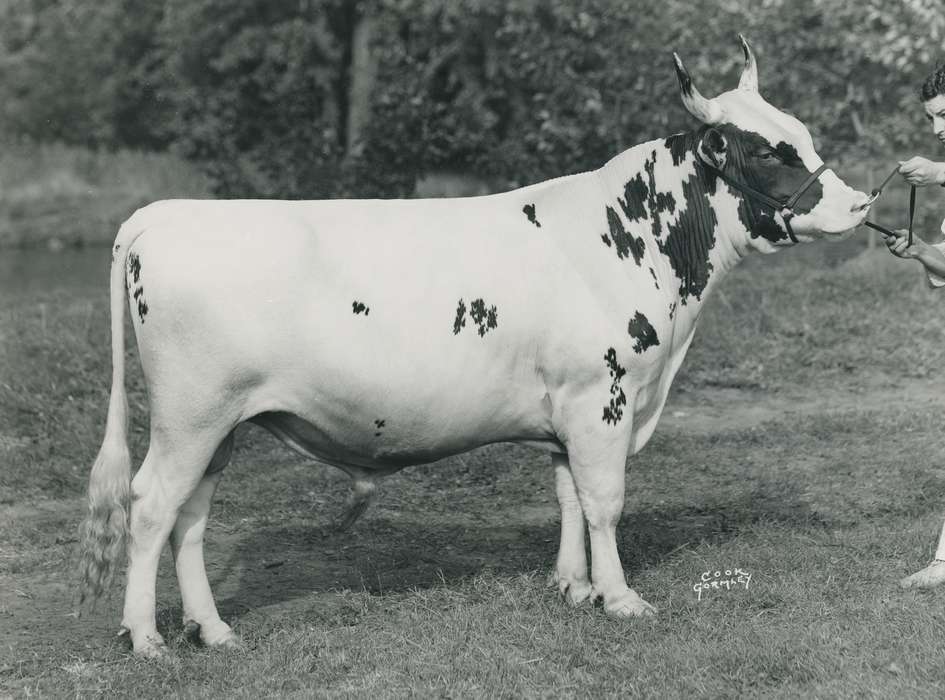Animals, Photos, history, ia, IA, historic, Black Hawk, ayrshire cow, cow, Iowa, Waterloo, Grout Museum of History and Science, United States