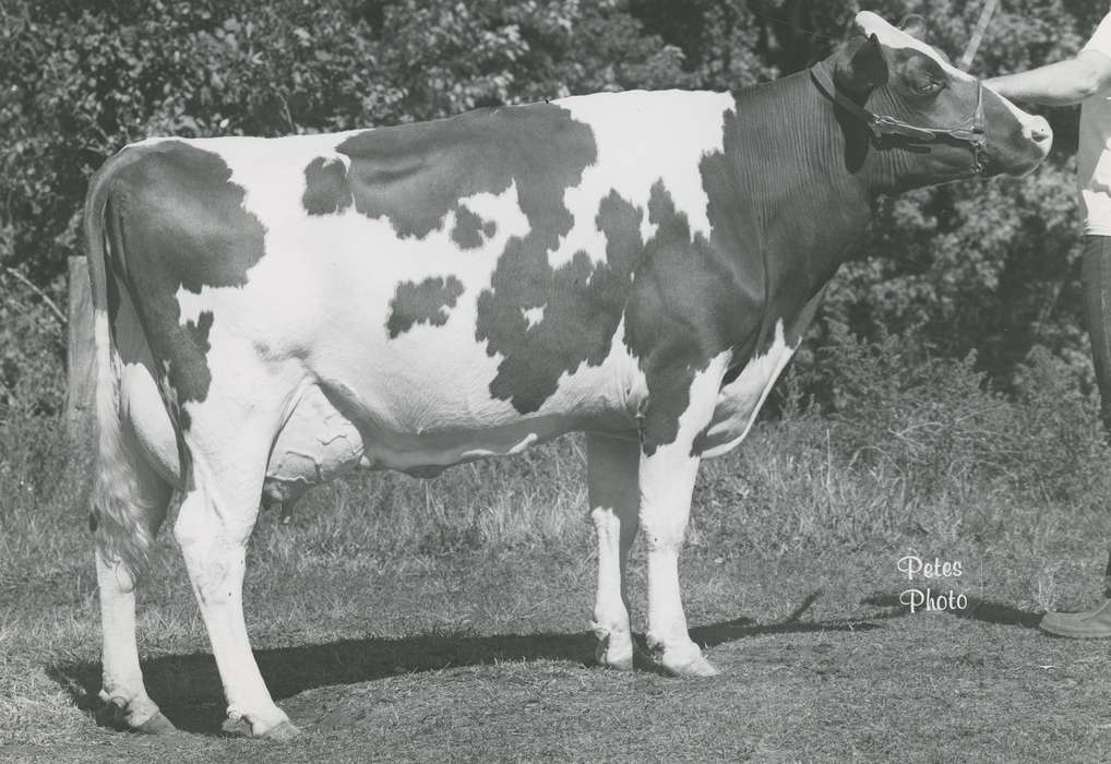 history, holstein cow, Photos, cattle congress, Black Hawk, IA, cow, holstein, ia, historic, United States, Grout Museum of History and Science, Waterloo, Iowa, national cattle congress