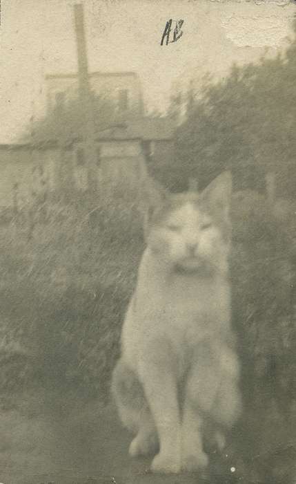 Ager and Coy, history, historic, cat, ia, Iowa, cats, Animals, Photos